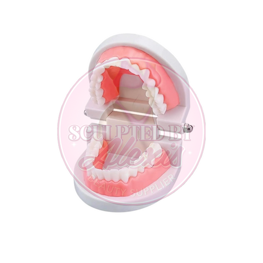TEETH MODEL